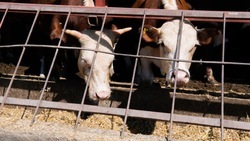 Почти 30 сельхозпредприятий Ставрополья получили средства на развитие молочного производства