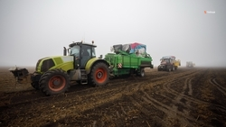 Аграрии Ставрополья собрали свыше 60 тыс. тонн овощей открытого грунта