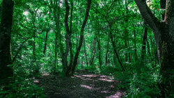 Около 100 тысяч гектаров защитных лесополос обследовали на Ставрополье