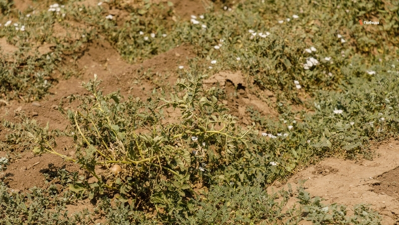 Ранний картофель сеют в Арзгирском округе