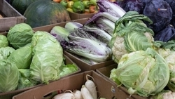 Ставропольские аграрии собрали первые 300 тонн капусты
