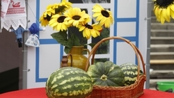 Свыше 500 тонн бахчевых собрали в Арзгирском округе