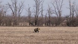Грантами на развитие хозяйств воспользуются 11 ставропольских аграриев