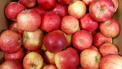Аграрии Ставрополья собрали почти 70 тыс. тонн яблок
