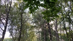 Лесовосстановительные работы пройдут в Арзгирском округе