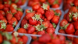 Первый урожай клубники собрали в круглогодичной теплице на Ставрополье 