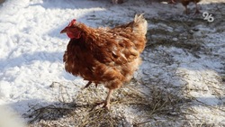 Ставрополье увеличило экспорт мяса птицы в Китай
