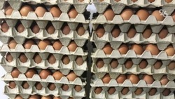 Больше 766 млн куриных яиц выпустили на Ставрополье в 2023 году