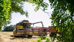 Хозяйства Арзгирского округа собрали свыше 400 тонн сладкой кукурузы