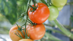 Более 36 тысяч тонн тепличных овощей вырастили на Ставрополье с начала года