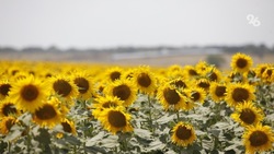 Ставропольские аграрии убрали 75% подсолнечных полей