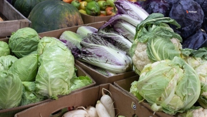 Ставропольские аграрии собрали первые 300 тонн капусты