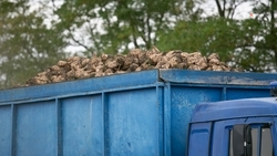 Более 1,6 млн тонн сахарной свёклы собрали на Ставрополье