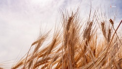Аграрии Ставрополья собрали почти 5 млн тонн зерна