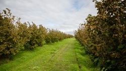 Закладка ореховых садов продолжается на Ставрополье