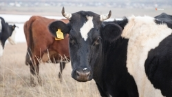 Конкурс на получение грантов для развития семейных ферм стартовал на Ставрополье