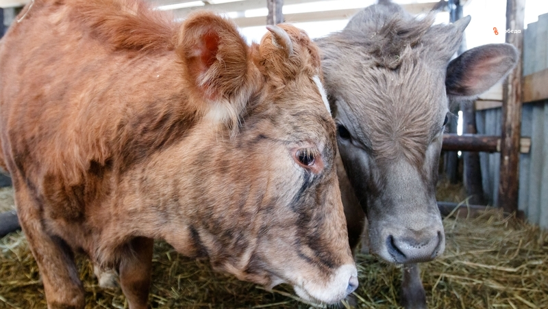 Соцконтракт дважды помог семье из Арзгирского округа расширить подсобное хозяйство