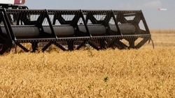 Уборка зерновых прошла почти на половине площадей в Ставропольском крае