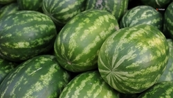 Арзгирский округ вошёл в число лидеров региона по сбору бахчевых 